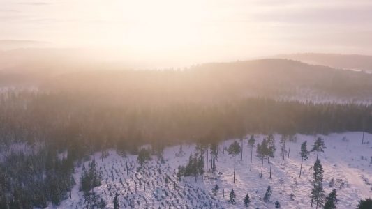 Drone View of Snowy Forest