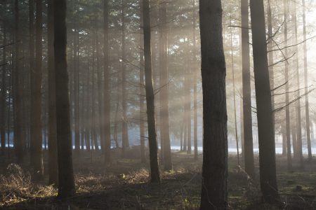 Forest Trees