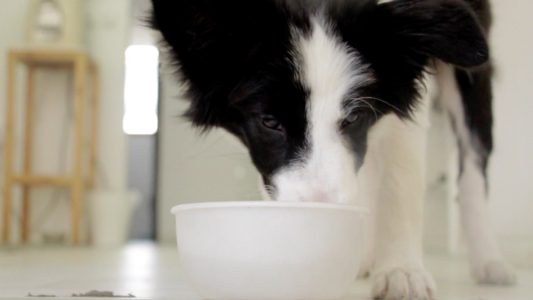 Dog Drinking from Bowl