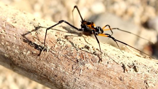 Spider Walking on Tree