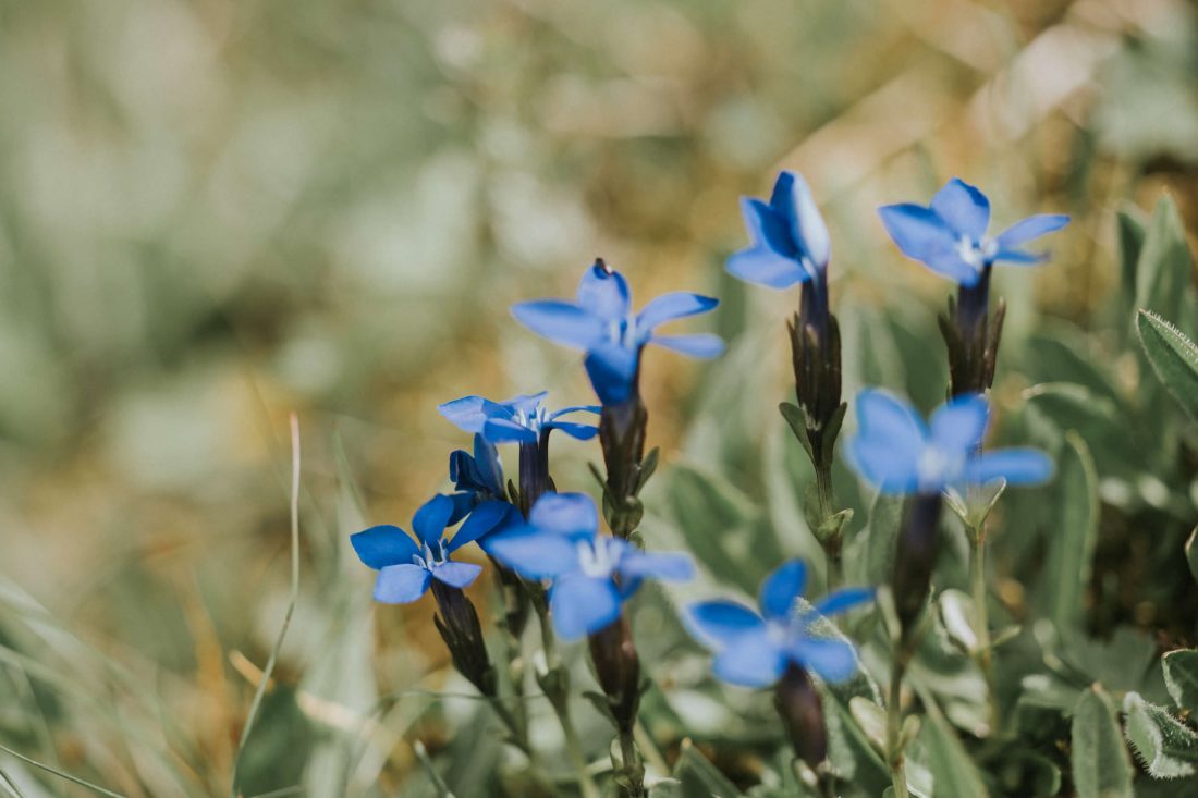 Free stock image of Blue Summer Flowers