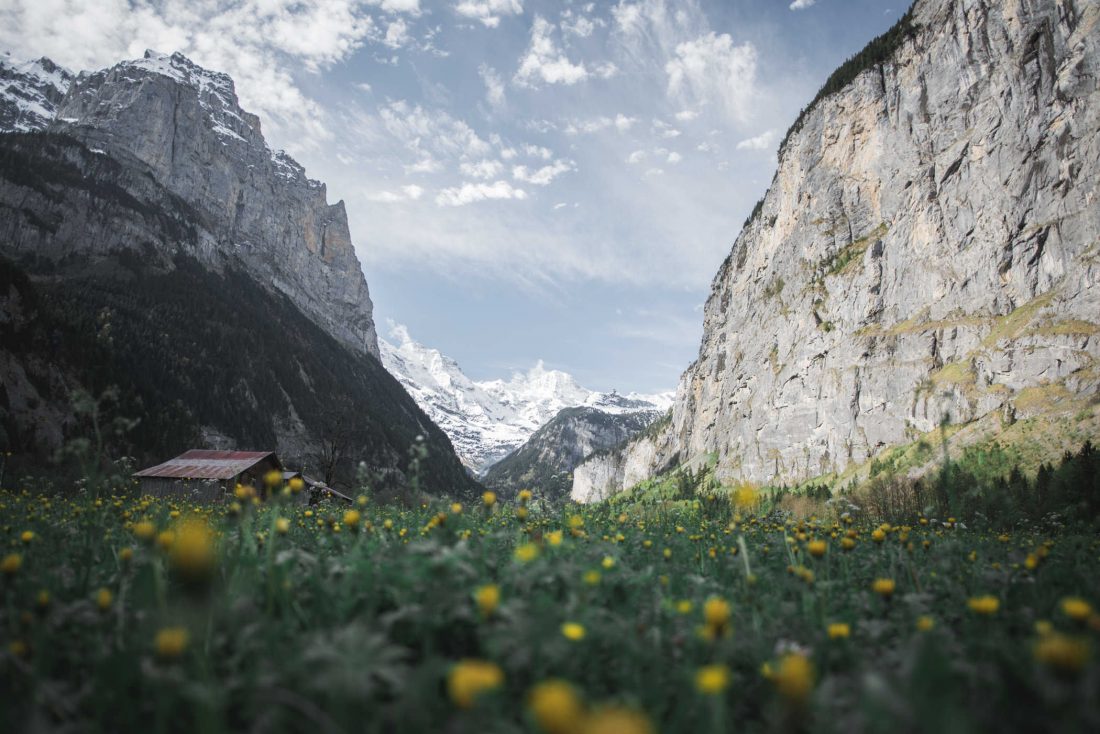 Free stock image of Yellow Flowers & Swiss Mountains