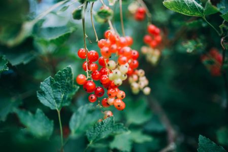 Berry Fruit & Green Bush