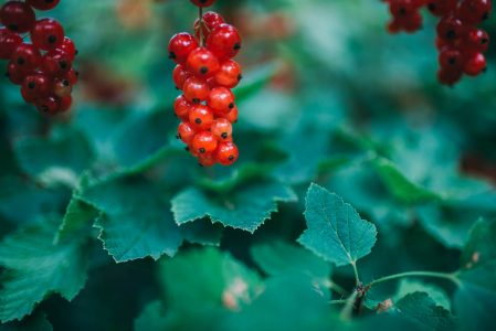 Red Berry Fruit