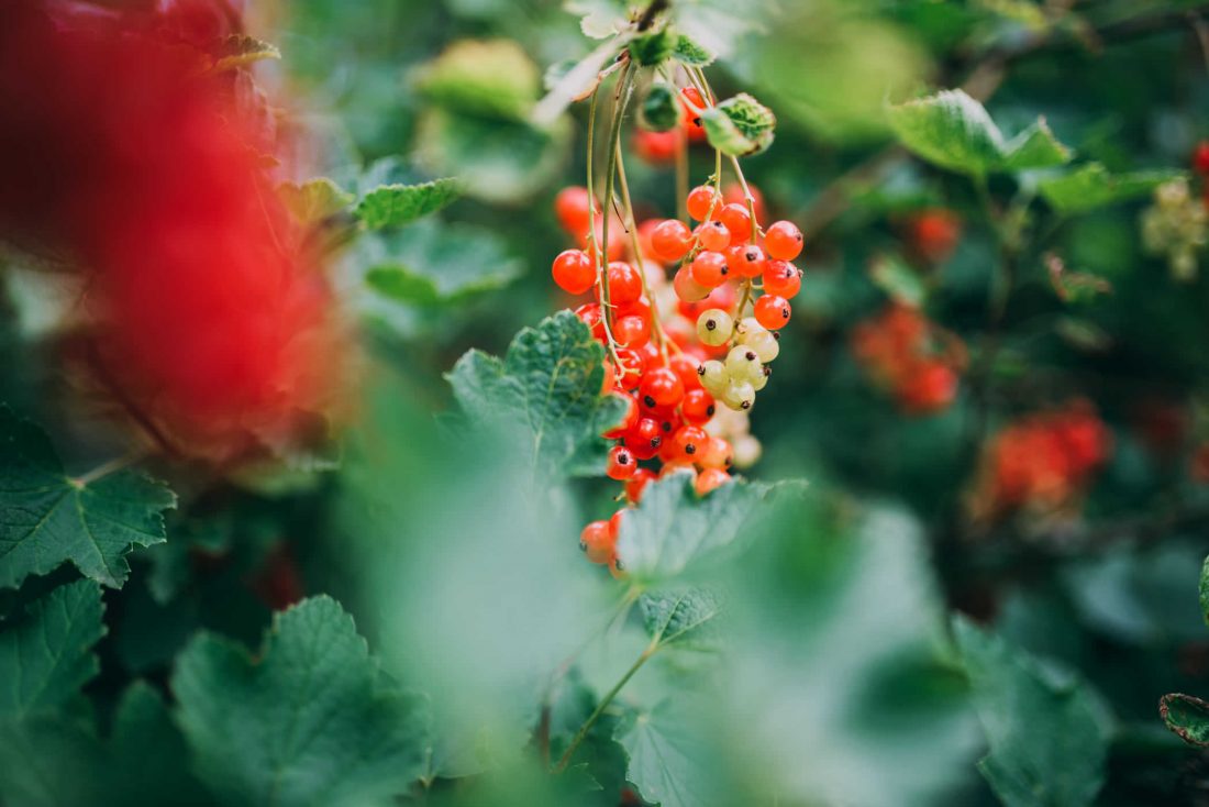 Free stock image of Red & Green Berry Fruit