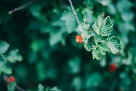 Small Berry Fruit & Leaves