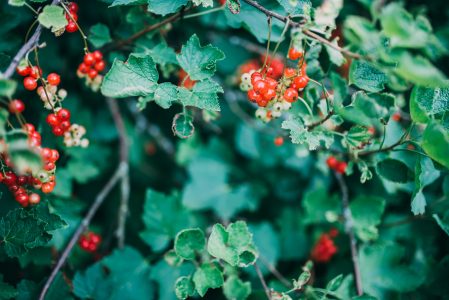 Berry Bush in the Summer