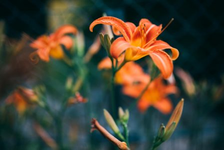 Spring Flowers