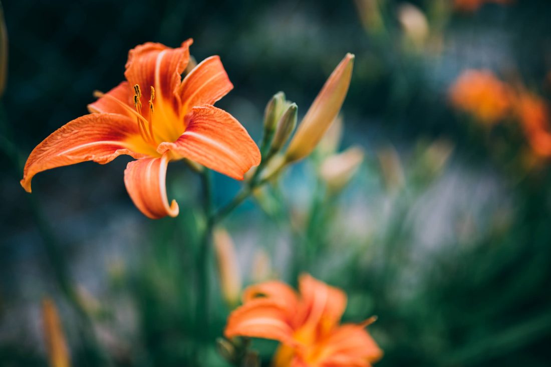 Free stock image of Orange Summer Flower Close-up