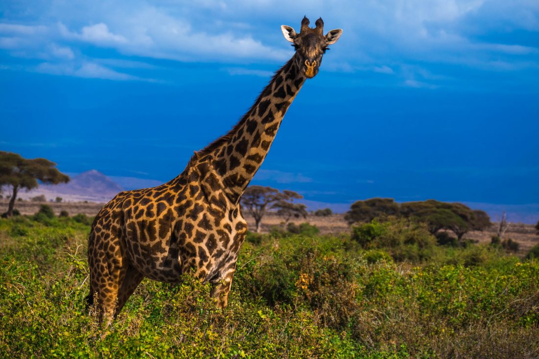 Free stock image of Giraffe in Africa Safari