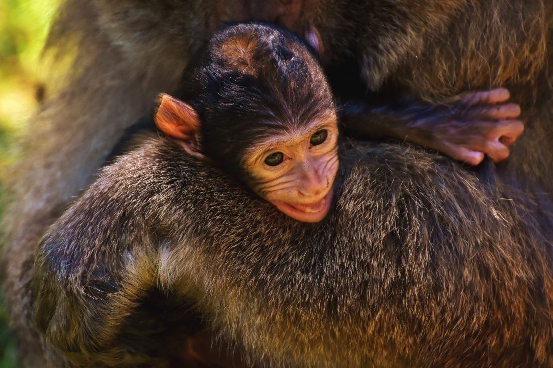 Free stock image of Monkey Apes