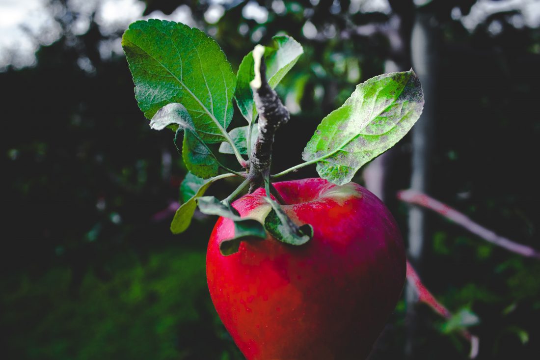 Free stock image of Red Apple in Tree