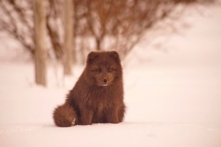 Arctic Fox in the Snow