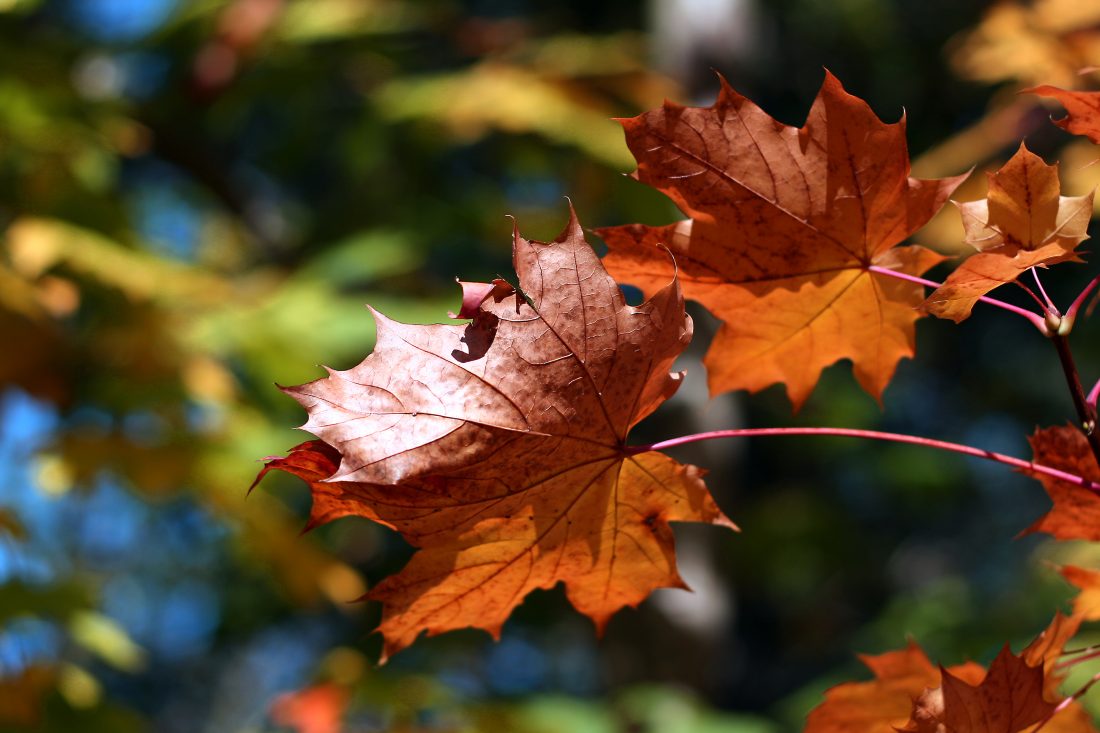 Free stock image of Autumn Colours