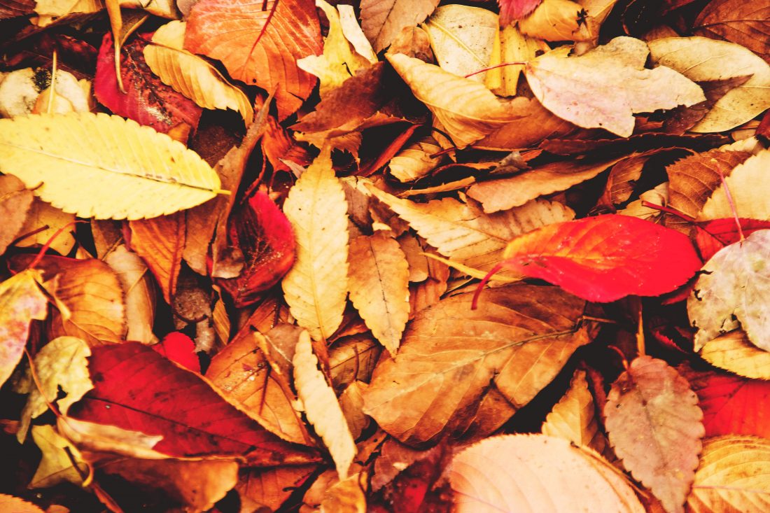 Free stock image of Autumn/Fall Leaves