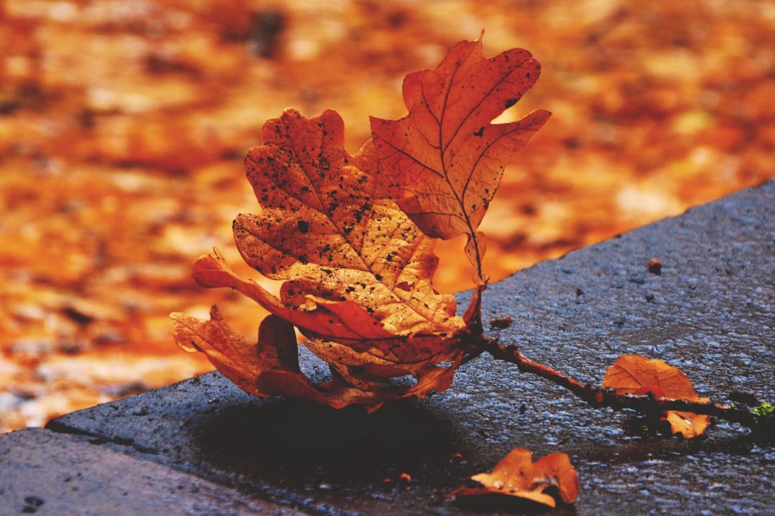 Free stock image of Fall Leaves