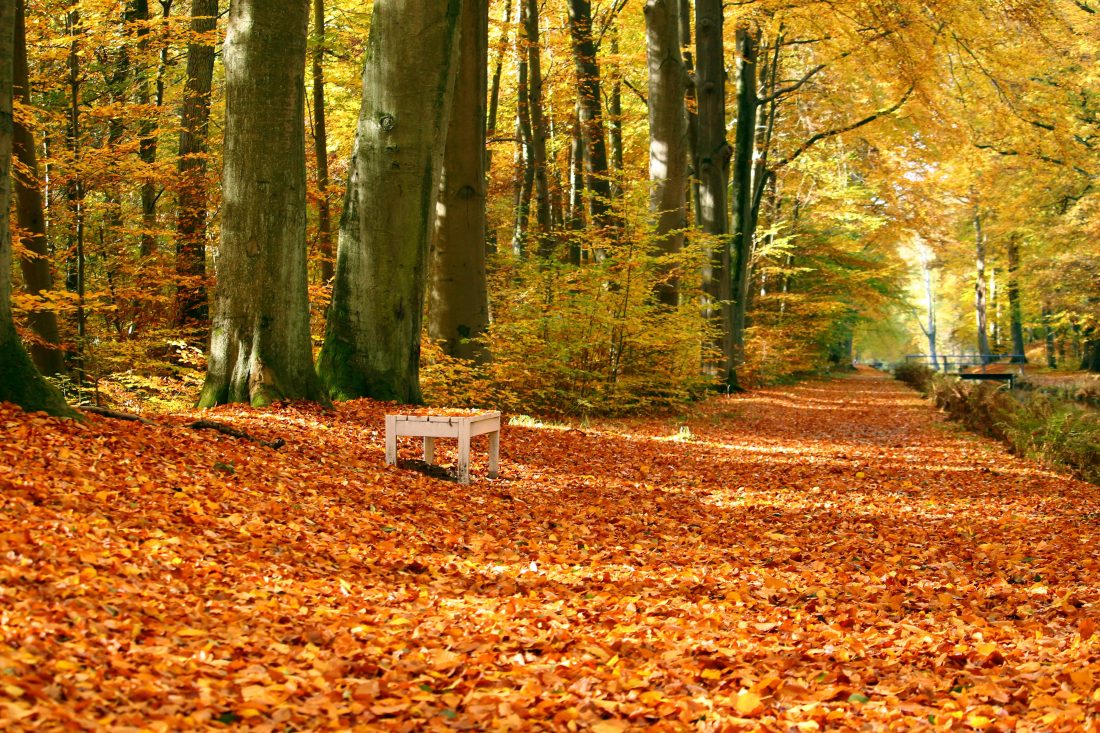 Free stock image of Autumn/Fall Park