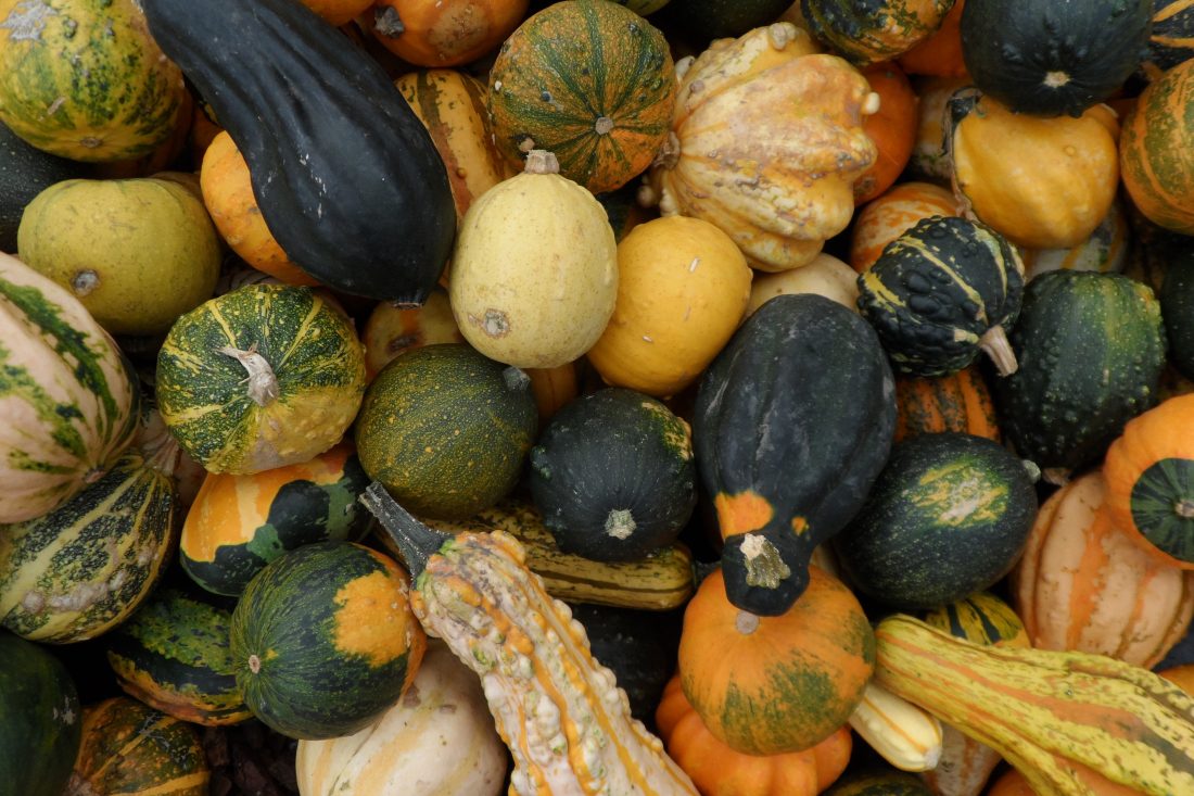 Free stock image of Autumn Pumpkin