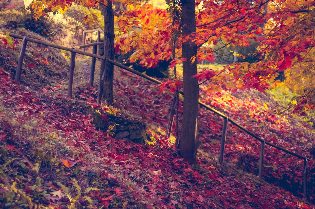 Free stock image of Autumn Forest Leaves Tones