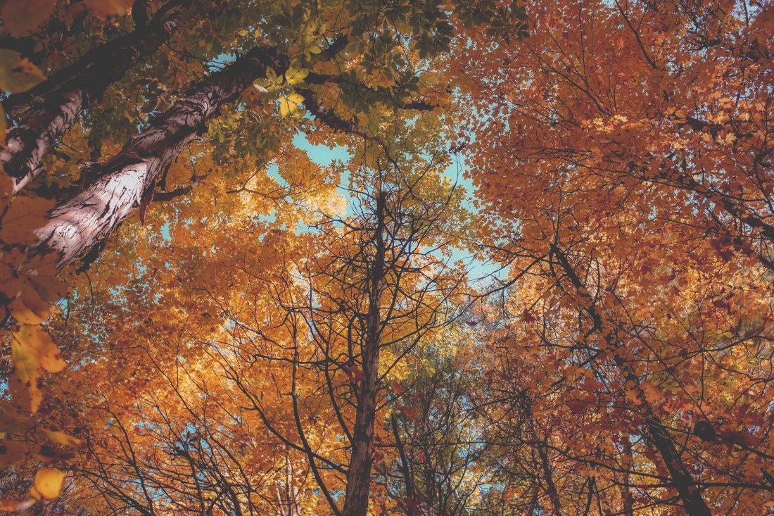 Free stock image of Autumn Trees