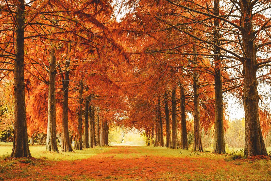 Free stock image of Trees in Fall