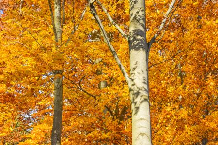 Trees in Autumn