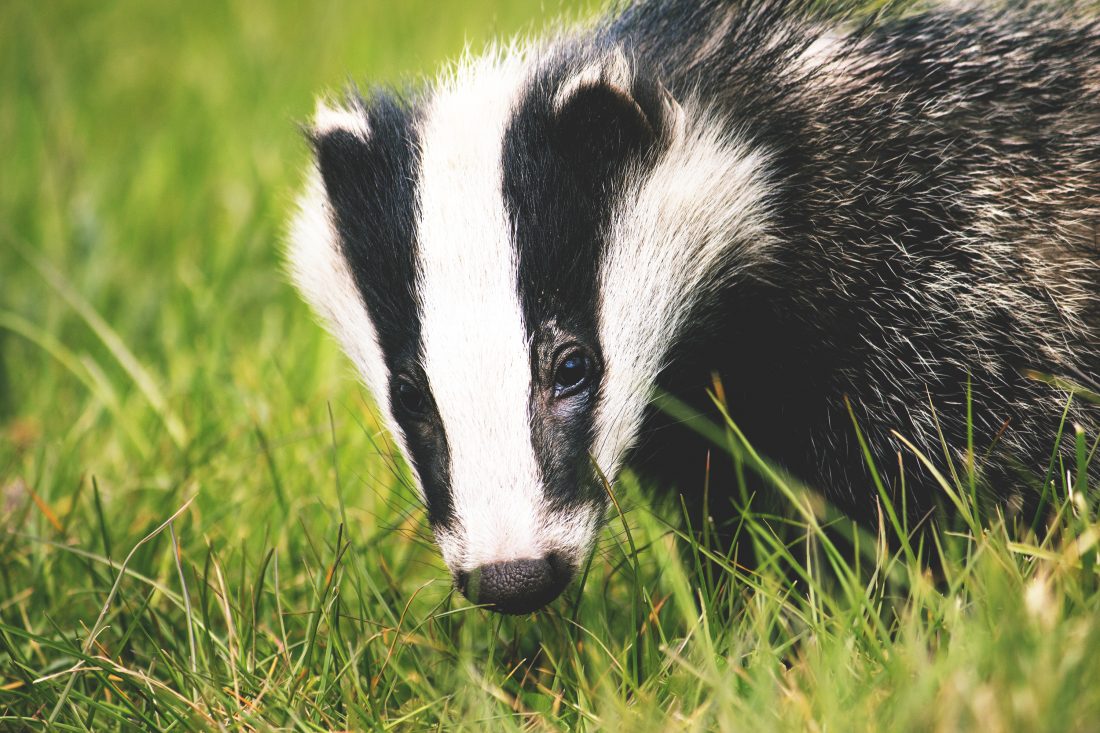 Free stock image of Badger