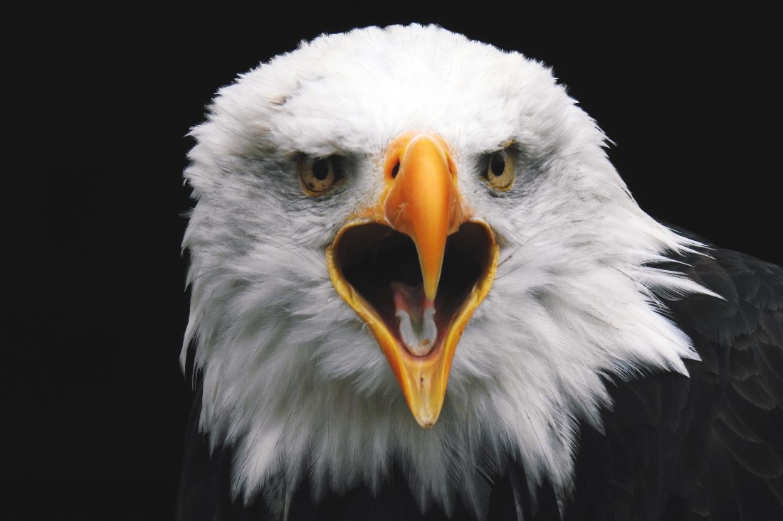 Bald Eagle Royalty-Free Stock Photo