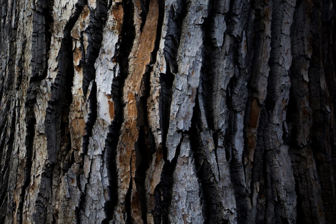 Free stock image of Tree Bark Texture