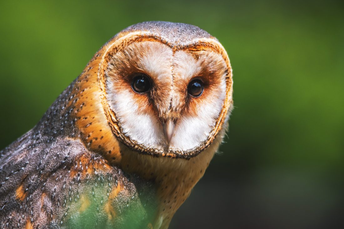 Free stock image of Barn Owl