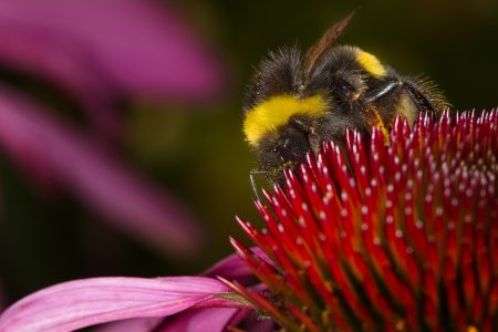 Bee on Flowers