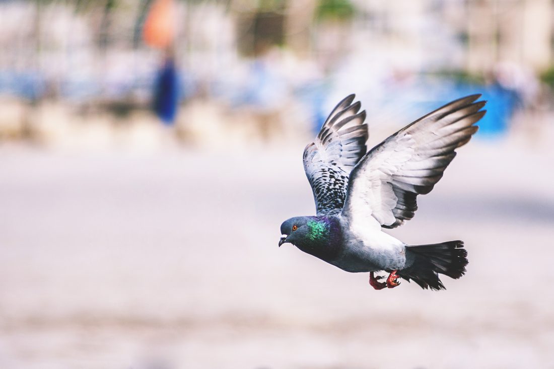 Free stock image of Flying Pigeon Bird