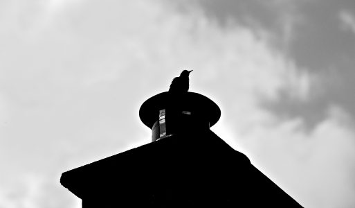 Black Bird on Rooftop