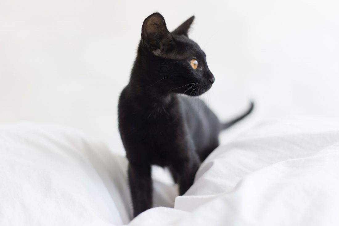 Free stock image of Black Cat