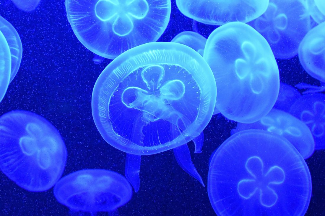 Free stock image of Blue Jellyfish
