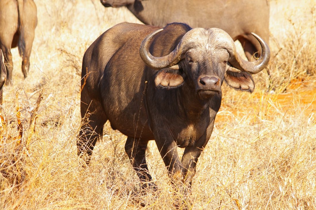 Free stock image of Buffalo in Africa