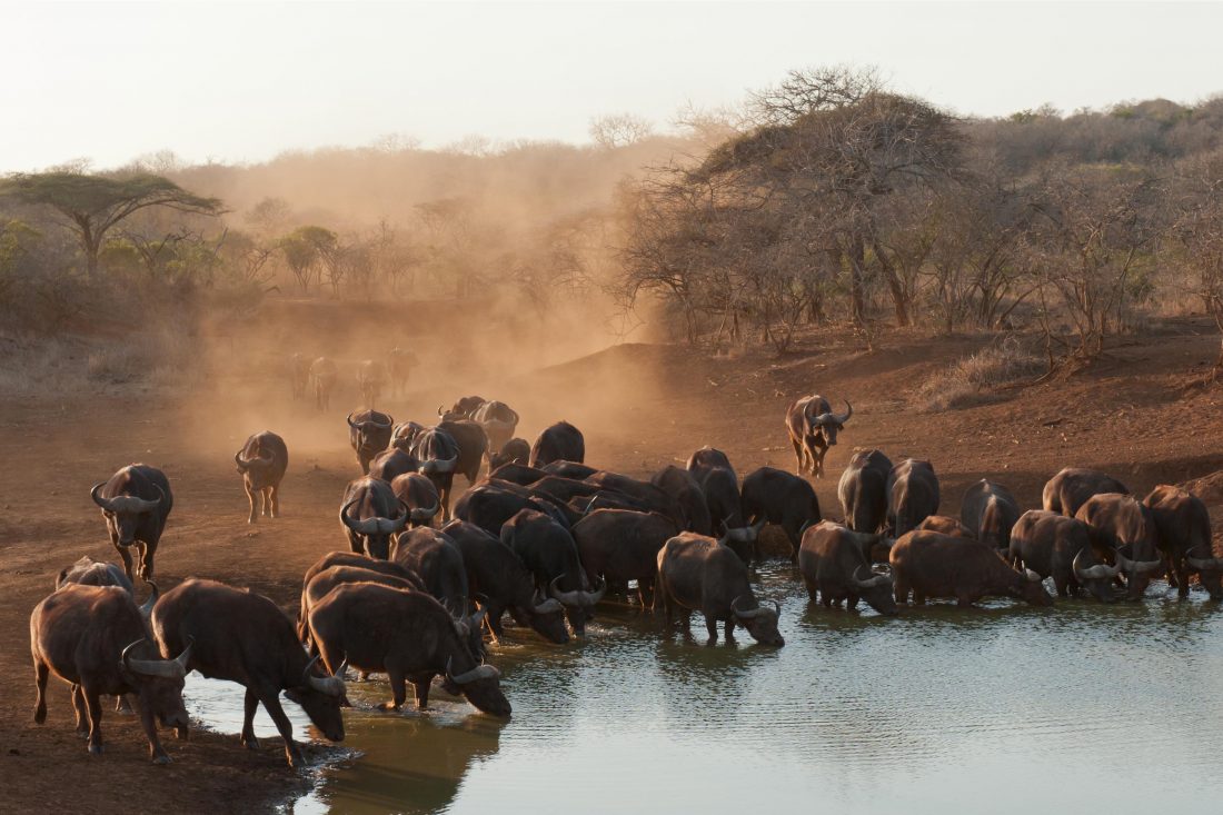 Free stock image of Buffalo in South Africa