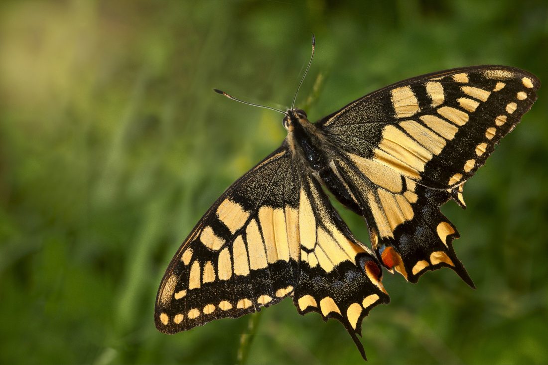 Free stock image of Butterfly Insect