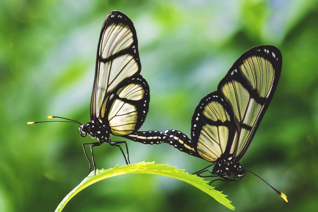 Free stock image of Butterfly