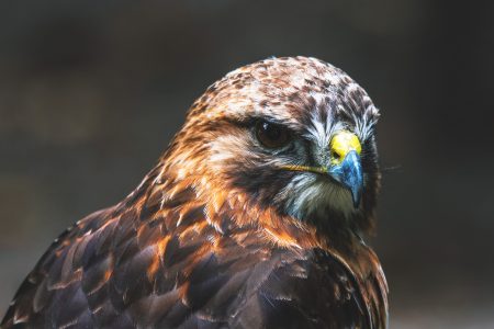 Buzzard Bird