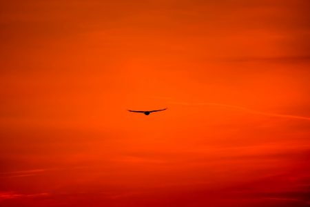 Flying Buzzard