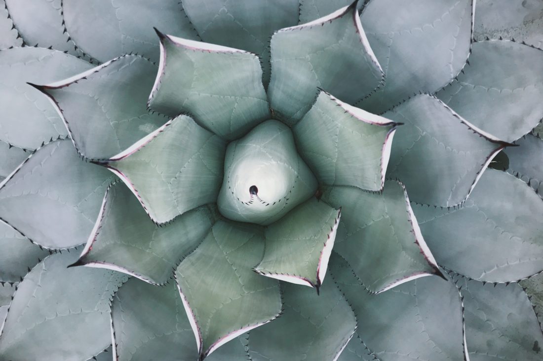 Free stock image of Cactus Plant