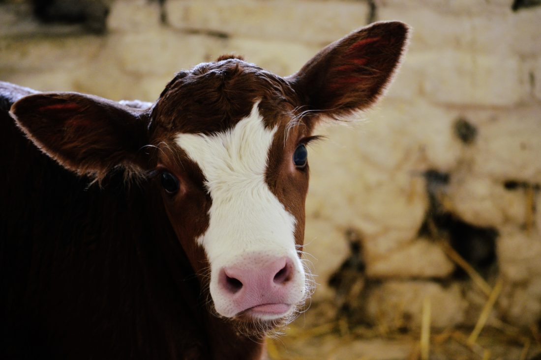 Free stock image of Calf Cow