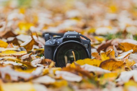 Camera in Leaves