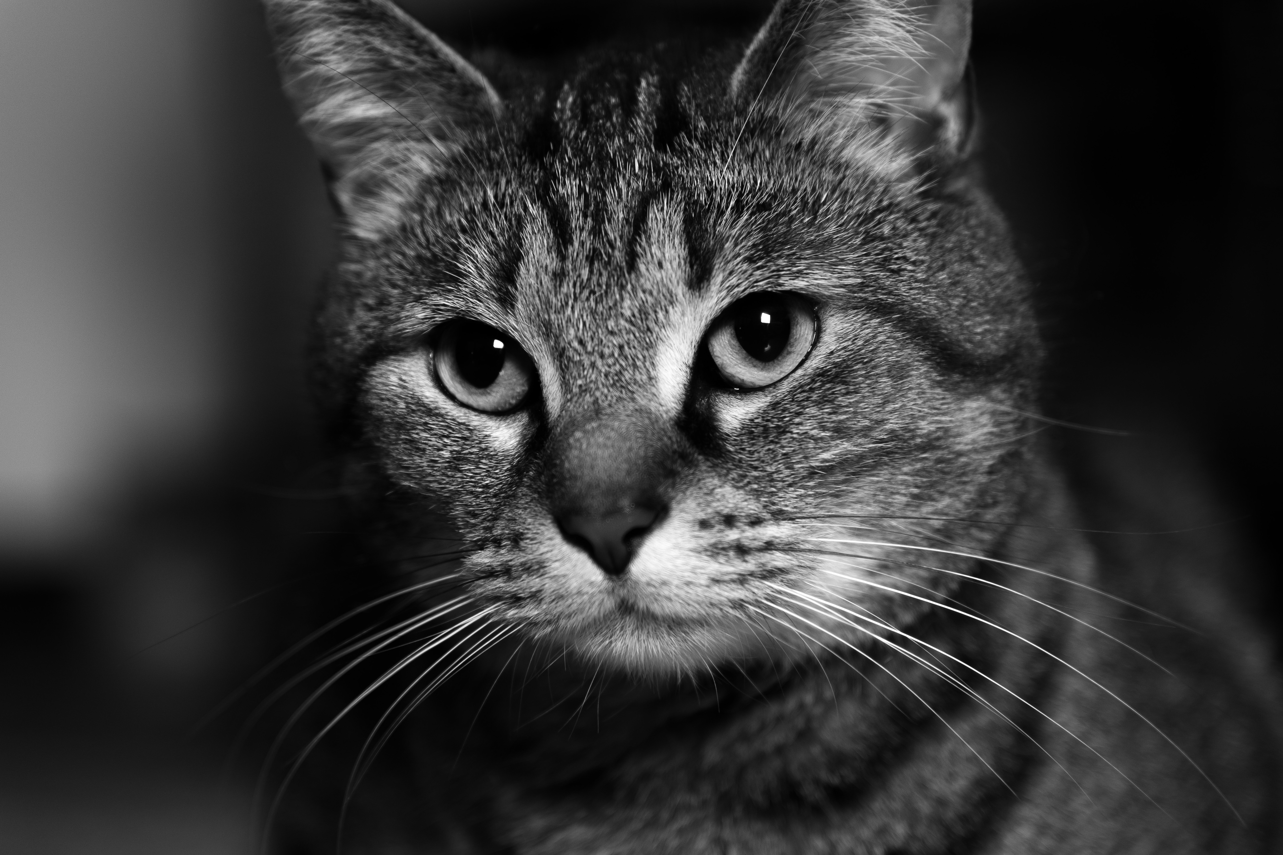 1+ Million Cat Face Royalty-Free Images, Stock Photos & Pictures