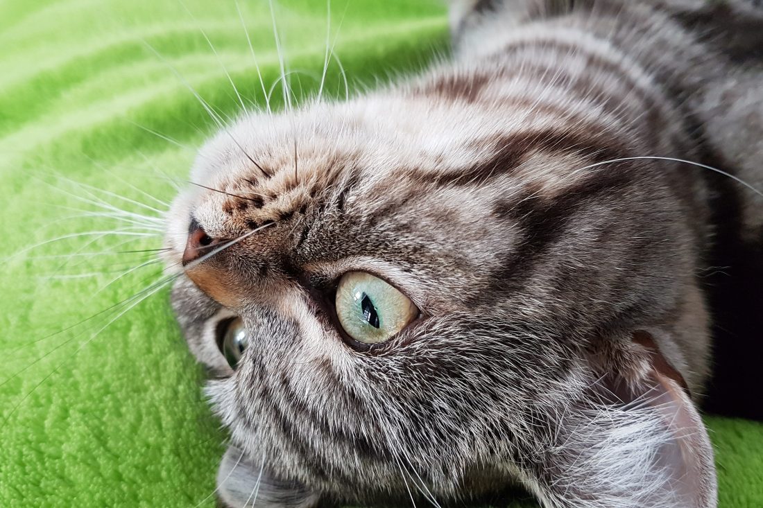 Free stock image of Cat Eyes