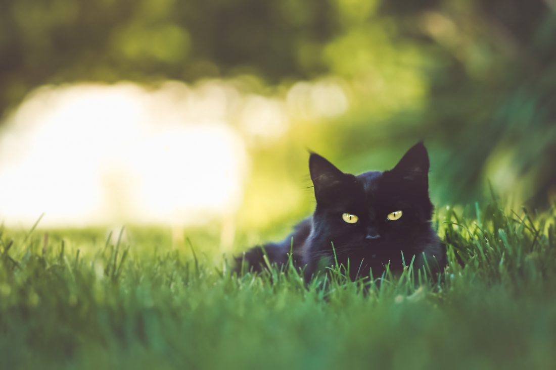 Free stock image of Cat in Grass
