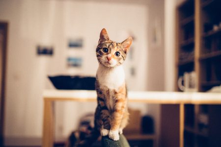 Cat Big Eyes - animal photos