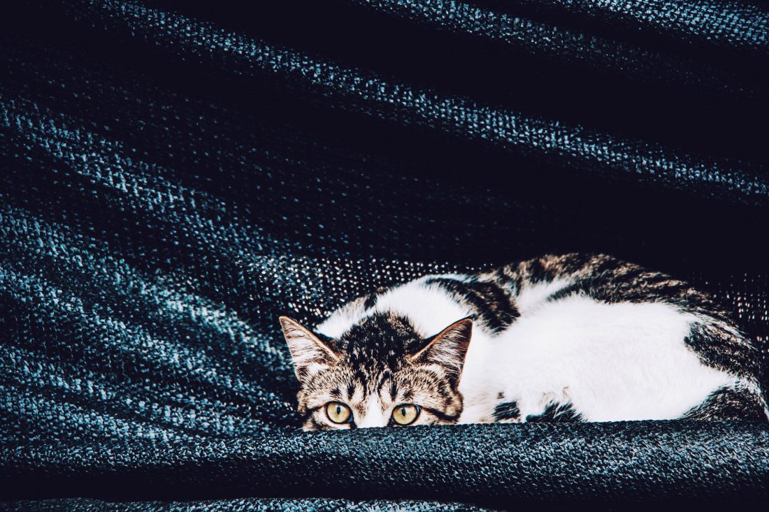 Free stock image of Watching Cat