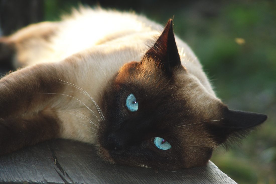 Free stock image of Siamese Cat